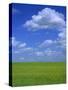 Rape Field with Blue Sky and White Clouds, Herefordshire, England, United Kingdom, Europe-Jean Brooks-Stretched Canvas