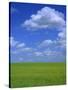 Rape Field with Blue Sky and White Clouds, Herefordshire, England, United Kingdom, Europe-Jean Brooks-Stretched Canvas