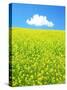 Rape Field-null-Stretched Canvas