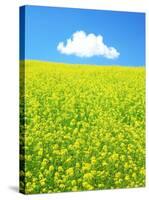 Rape Field-null-Stretched Canvas