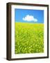 Rape Field-null-Framed Premium Photographic Print