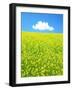 Rape Field-null-Framed Premium Photographic Print