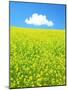 Rape Field-null-Mounted Premium Photographic Print