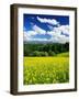 Rape Field-null-Framed Premium Photographic Print