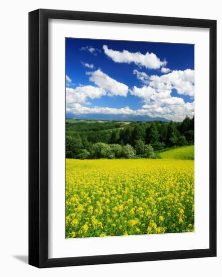 Rape Field-null-Framed Premium Photographic Print