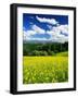 Rape Field-null-Framed Premium Photographic Print