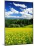 Rape Field-null-Mounted Premium Photographic Print