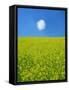 Rape Field-null-Framed Stretched Canvas