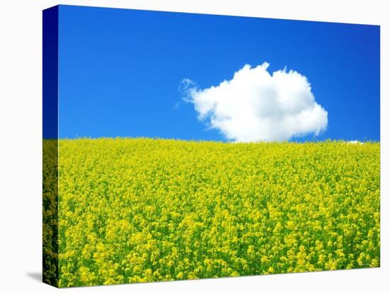 Rape Field-null-Stretched Canvas