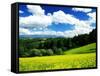 Rape Field-null-Framed Stretched Canvas