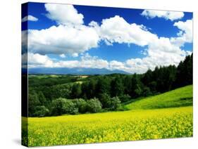 Rape Field-null-Stretched Canvas