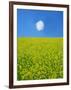 Rape Field-null-Framed Photographic Print