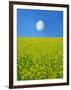 Rape Field-null-Framed Photographic Print