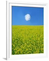 Rape Field-null-Framed Photographic Print