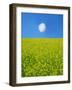 Rape Field-null-Framed Photographic Print