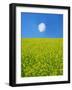 Rape Field-null-Framed Photographic Print