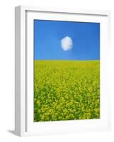 Rape Field-null-Framed Photographic Print