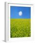 Rape Field-null-Framed Photographic Print