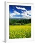 Rape Field-null-Framed Photographic Print