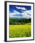 Rape Field-null-Framed Photographic Print