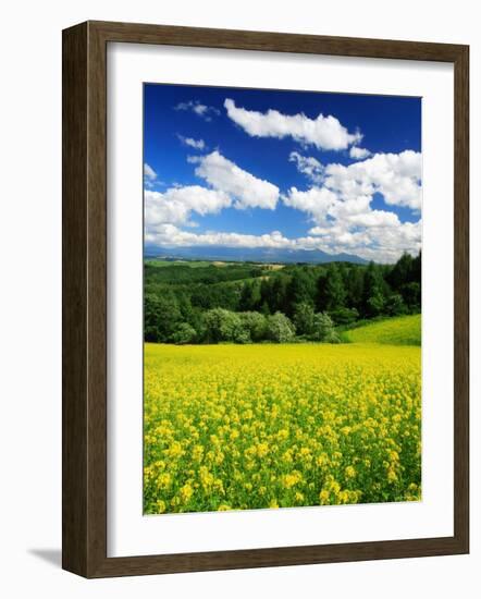 Rape Field-null-Framed Photographic Print