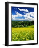 Rape Field-null-Framed Photographic Print