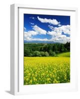 Rape Field-null-Framed Photographic Print