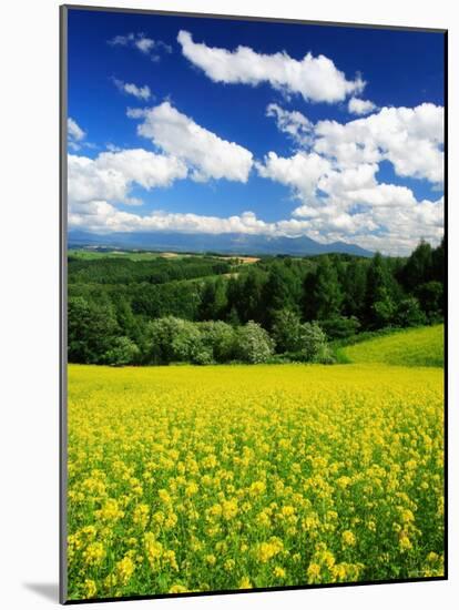 Rape Field-null-Mounted Photographic Print