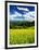 Rape Field-null-Framed Photographic Print