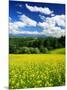 Rape Field-null-Mounted Photographic Print