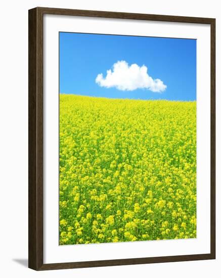 Rape Field-null-Framed Photographic Print