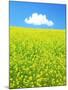 Rape Field-null-Mounted Photographic Print