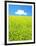 Rape Field-null-Framed Photographic Print