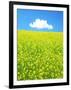 Rape Field-null-Framed Photographic Print