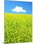 Rape Field-null-Mounted Photographic Print