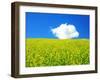 Rape Field-null-Framed Photographic Print