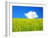 Rape Field-null-Framed Photographic Print