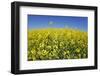 Rape Field-Herbert Kehrer-Framed Photographic Print