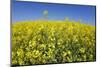 Rape Field-Herbert Kehrer-Mounted Photographic Print