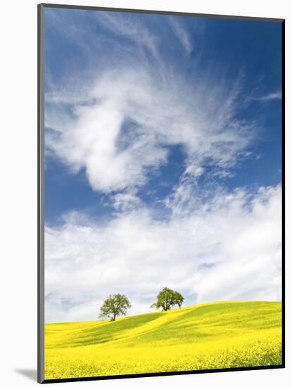 Rape Fields in Orcia Valley, Tuscany, Italy-Nadia Isakova-Mounted Photographic Print