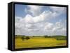 Rape Fields, Jutland, Denmark, Scandinavia, Europe-Yadid Levy-Framed Stretched Canvas