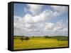 Rape Fields, Jutland, Denmark, Scandinavia, Europe-Yadid Levy-Framed Stretched Canvas