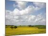 Rape Fields, Jutland, Denmark, Scandinavia, Europe-Yadid Levy-Mounted Photographic Print