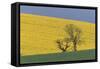 Rape Fields-null-Framed Stretched Canvas