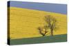 Rape Fields-null-Stretched Canvas