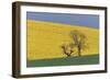 Rape Fields-null-Framed Photographic Print