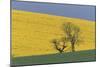 Rape Fields-null-Mounted Photographic Print