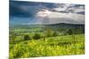 Rape in the Sudely Valley, Winchcombe, the Cotswolds, Gloucestershire, England-Matthew Williams-Ellis-Mounted Photographic Print