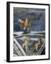 Rape of Ganymede and Putti, Mosaic Niches and Statues-Girolamo Romanino-Framed Giclee Print