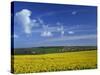 Rape Seed Field, Lincolnshire, England, United Kingdom, Europe-null-Stretched Canvas